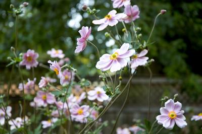 1052_pinkFlowers.jpg