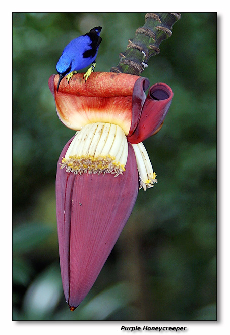 Purple Honeycreeper