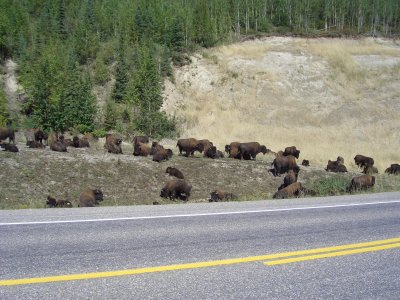 Buffalo herd in Yukon Territory.