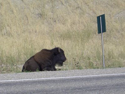 I think this one was waiting for a bus.