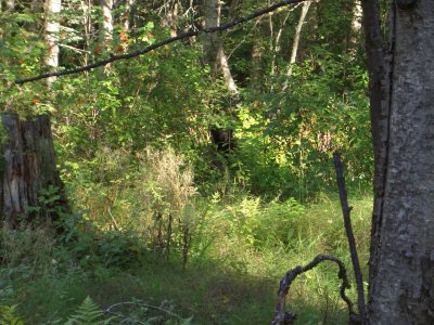 Saw this guy as we walked back to the campsite.