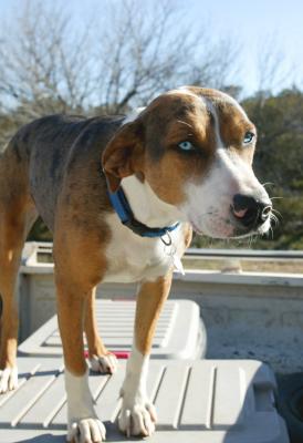 A dog name Blue