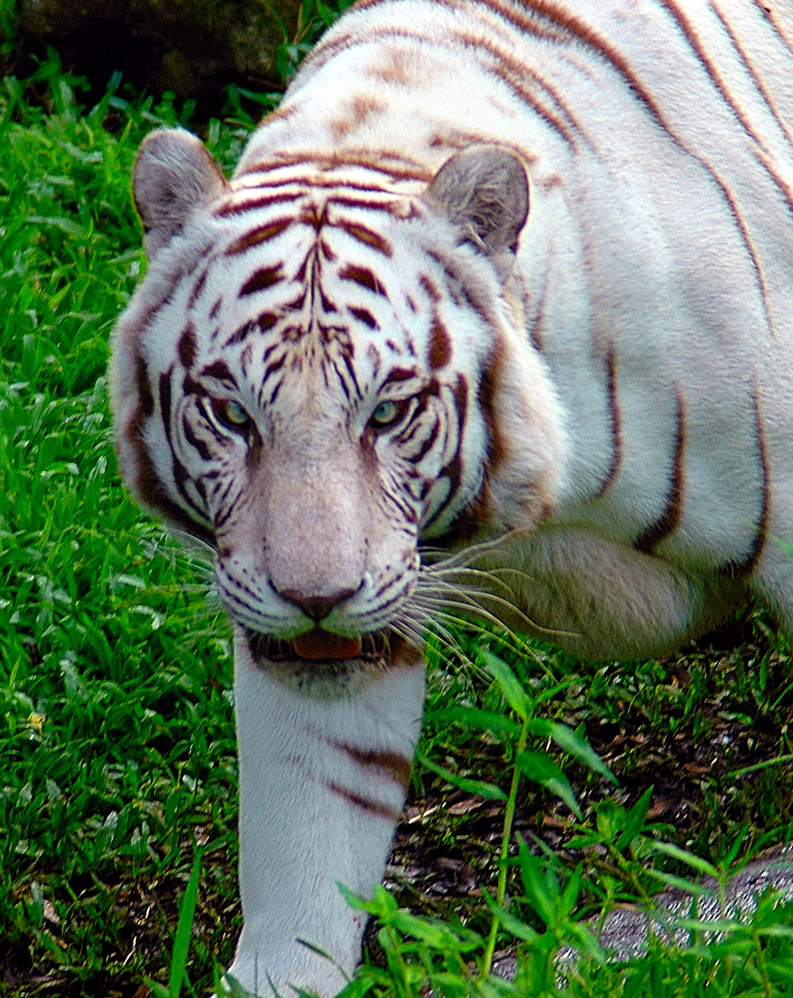 DSC_0363HiloTiger1.jpg