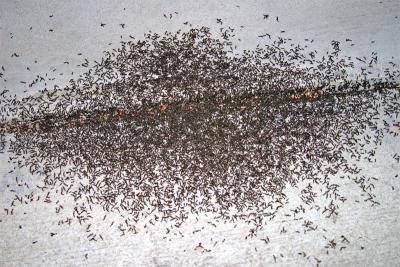 [August 25th] Ants