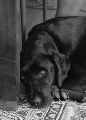 BW test 2004 08 220011 crop FS7.jpg
