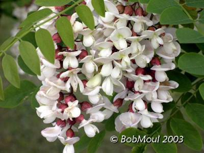 Black Locust-N