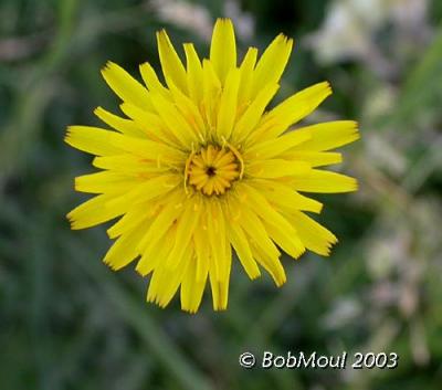 Meadow Hawkweed-N