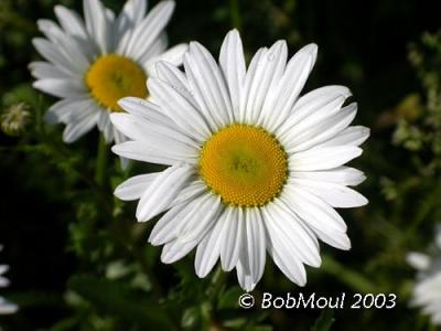 Oxeye Daisy-N