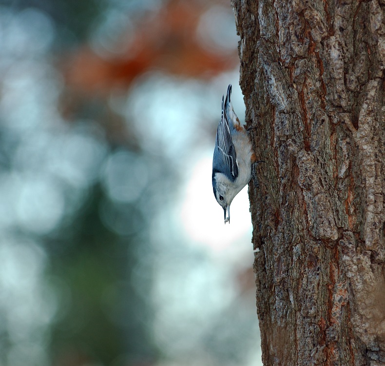 Nuthatch.jpg