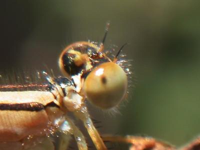 dragon-fly-up-close.jpg