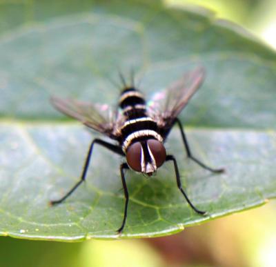 striped fly2 copy.jpg