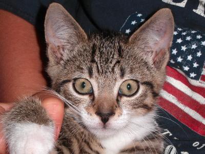 beatiful-kitten named Munchkin.jpg