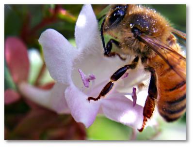 bee-on-white-flower2  shadow.jpg