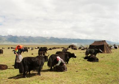 Tibetan Grassland iʶj