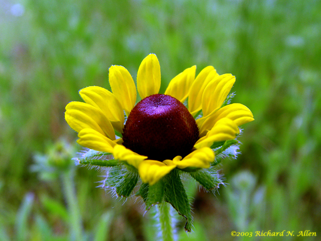 Black-eyed Susan
