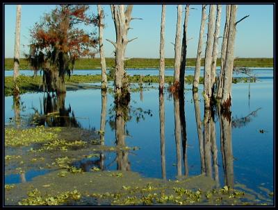 JPG 1S a swamptreesPC290020.jpg