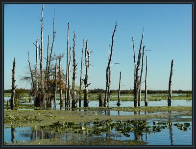 JPG 1 SB a swamptreesPC290027.jpg