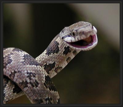 JPG SB Rat Snake PA041455.jpg