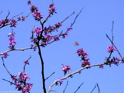 Texas Redbud Tree with Butterfly