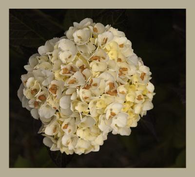 Philisteia cresentis