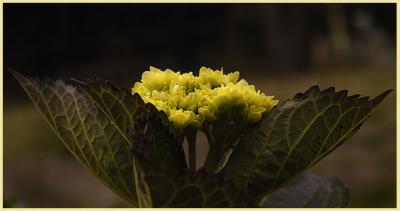 Rhomalia sinoptica