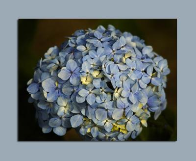 Insipida blue