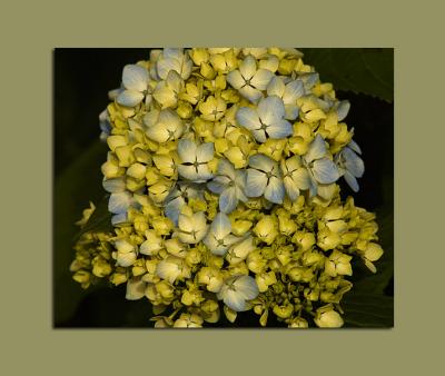 Insipida yellow
