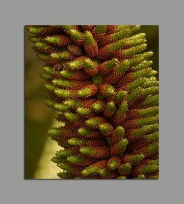 Pedunculis extrema