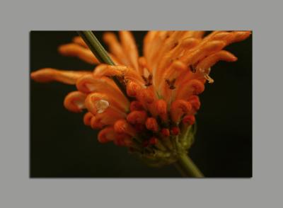 Rosaura