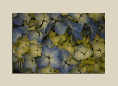 Insipida blue and yellow