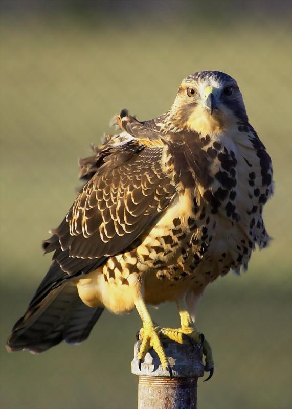Juvenile Swainsons Hawk