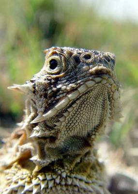 Horny Toad