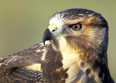 Juvenile Swainson's Hawk