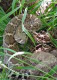 Western Diamondback Rattlesnake
