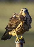Juvenile Swainsons Hawk