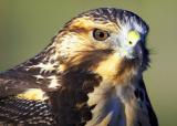 Juvenile Swainsons Hawk