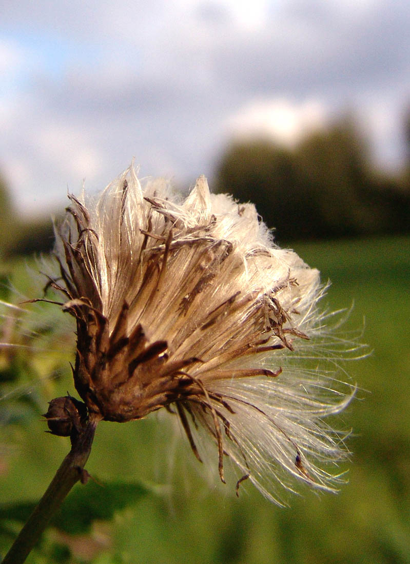 Brown remains of flower