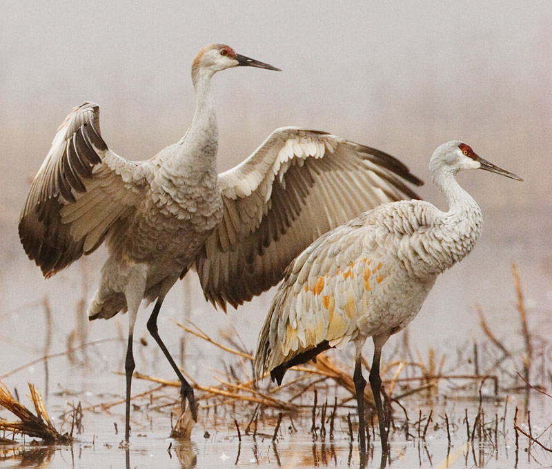 Cranes in fog