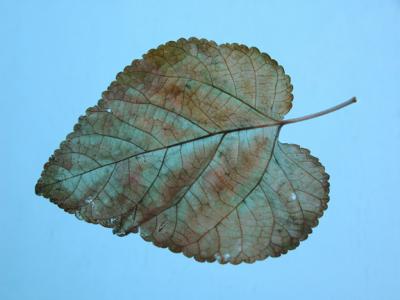 Floating leaf