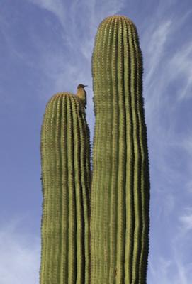 Bird in saguaro