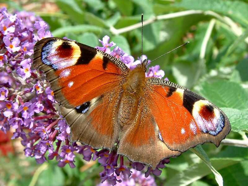 Peacock Butterfly