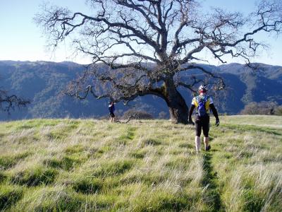 View towards oak tree.