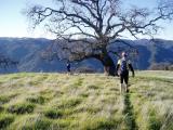 View towards oak tree.