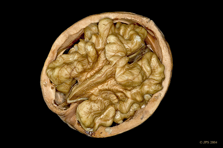 Walnut #1