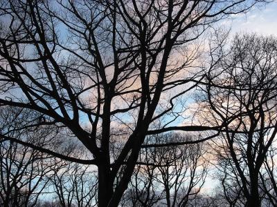 Winter sunset