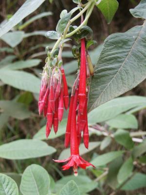 Red Fuschia, Kokee Park, Kauai (Fuchsia boliviana)
