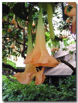 Angel's Trumpet flower, (Brugmansia (=Datura) candida)