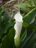 Calla Lily, Kokee State Park