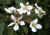 Wild Blackberry, Kokee State Park