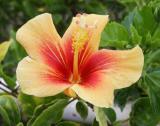 Red and Yellow Hibiscus